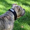 Picture of Bestia Sport Fast Release Dog Collar